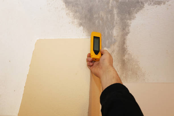 Paw Paw Lake, MI Mold Removal Company