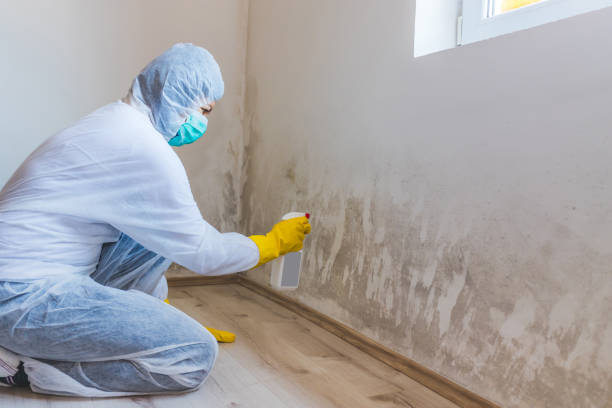 Mold Removal for HVAC Installations in Paw Paw Lake, MI