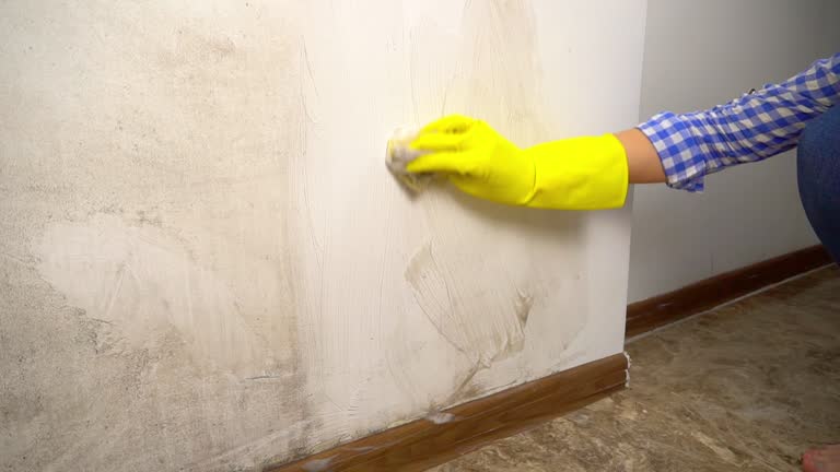 Best Mold-Related Health Consultation  in Paw Paw Lake, MI