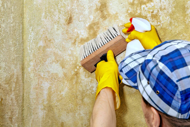 Best Residential Mold Inspection & Testing  in Paw Paw Lake, MI