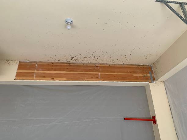Biohazard Mold Removal in Paw Paw Lake, MI