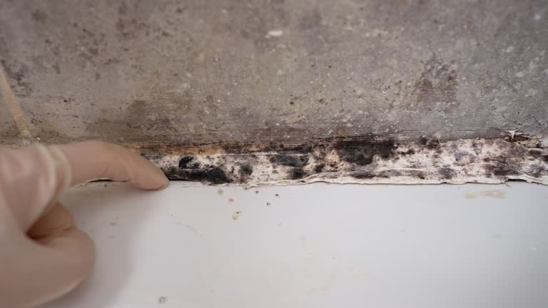 Best Air Quality Testing for Mold Spores  in Paw Paw Lake, MI