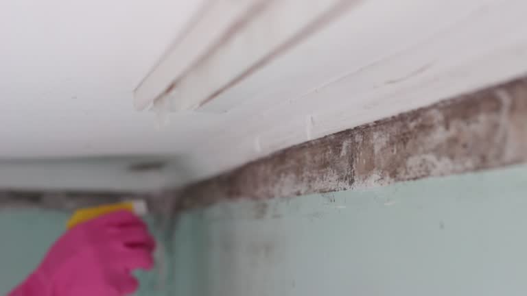 Best Asbestos and Lead Testing During Mold Inspection  in Paw Paw Lake, MI